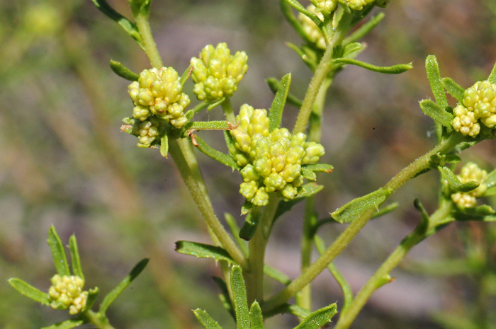 Southern Goldenbush has yellow, golden yellow flowers. Note the buds getting ready to open Isocoma pluriflora